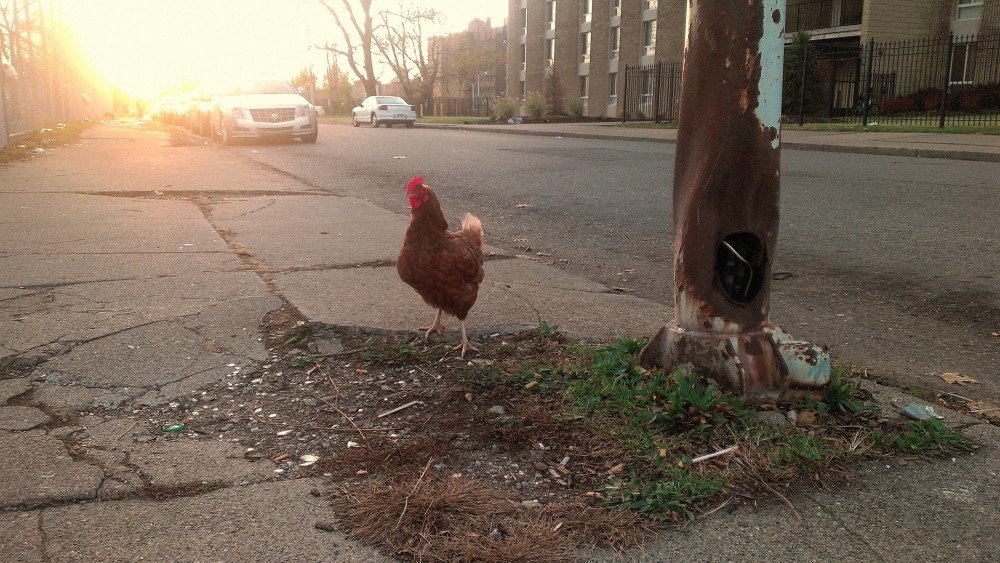 Detroit street chicken